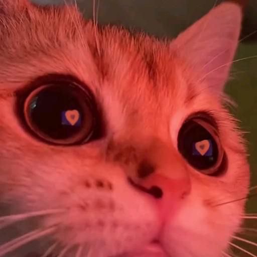 kot-eyes.jpg