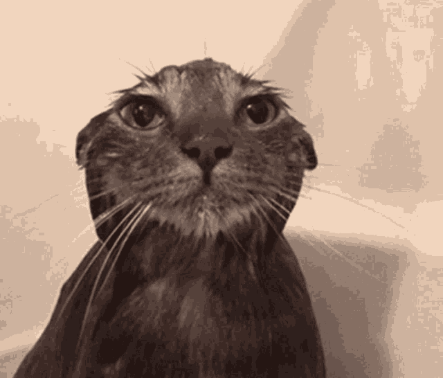 mokr.gif